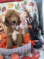 Dolly 397  F1b , a female Goldendoodle and Poodle - Miniature  for sale in Lakeland, FL – 1 of 10