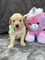 Beatrice 575, a female Golden Retriever for sale in Lakeland, FL – 7 of 10