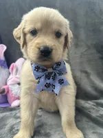 Sophie - 197, a female Golden Retriever for sale in Lakeland, FL – 5 of 10