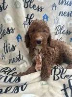 Reece -121, a male Labradoodle and Poodle - Standard  for sale in Lakeland, FL – 4 of 10