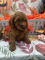 Nessa #375, a female Poodle - Miniature  and Miniature Goldendoodle for sale in Lakeland, FL – 1 of 9