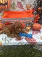  Norman 377, a male Poodle - Miniature  and Miniature Goldendoodle for sale in Lakeland, FL – 5 of 10