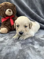 Bear 576, a male Golden Retriever for sale in Lakeland, FL – 6 of 10