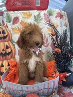 Dolly 397  F1b , a female Goldendoodle and Poodle - Miniature  for sale in Lakeland, FL – 7 of 10