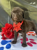 Sophie  - 337, a female Labradoodle and Poodle - Standard  for sale in Lakeland, FL – 5 of 10