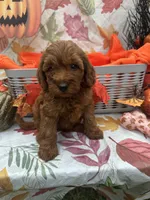 Nessa #375, a female Poodle - Miniature  and Miniature Goldendoodle for sale in Lakeland, FL – 7 of 9