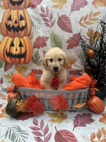 Biscuit 573, a male Golden Retriever for sale in Lakeland, FL – 10 of 10
