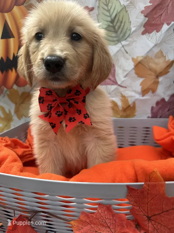 Brielle 574 – Golden Retriever puppy for sale in Lakeland, FL
