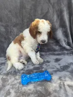 Diesel 390 F1b, a male Goldendoodle and Poodle - Miniature  for sale in Lakeland, FL – 9 of 10