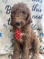 Rusty - 323, a male Labradoodle and Poodle - Standard  for sale in Lakeland, FL – 9 of 10