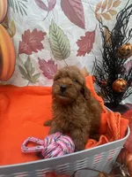 Nikki 376, a female Poodle - Miniature  and Miniature Goldendoodle for sale in Lakeland, FL – 4 of 10