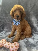 Dakota 394 F1b, a female Goldendoodle and Poodle - Miniature  for sale in Lakeland, FL – 4 of 10