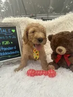 Tyson -324, a male Goldendoodle and Poodle - Standard  for sale in Lakeland, FL – 2 of 10