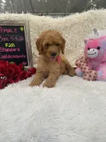 Tammi-328, a female Goldendoodle and Poodle - Standard  for sale in Lakeland, FL – 8 of 10