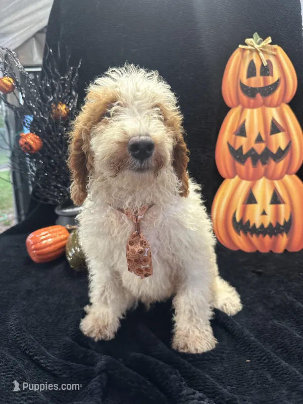 Duke 391 F1b  – Goldendoodle, Poodle - Miniature  puppy for sale in Lakeland, FL