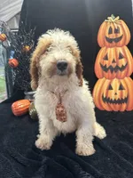Duke 391 F1b , a male Goldendoodle and Poodle - Miniature  for sale in Lakeland, FL – 2 of 10