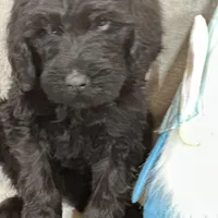 Wesley, a male Labradoodle and Poodle - Standard  for sale in Lakeland, FL – Photo 10 of 10