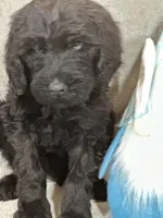 Wesley, a male Labradoodle for sale in Lakeland, FL – Photo 10 of 10