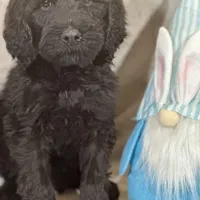 Wesley, a male Labradoodle and Poodle - Standard  for sale in Lakeland, FL – Photo 4 of 10