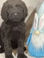 Wesley, a male Labradoodle for sale in Lakeland, FL – Photo 4 of 10