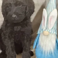 Wesley, a male Labradoodle and Poodle - Standard  for sale in Lakeland, FL – Photo 6 of 10