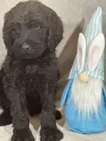 Wesley, a male Labradoodle for sale in Lakeland, FL – Photo 6 of 10