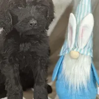 Wesley, a male Labradoodle and Poodle - Standard  for sale in Lakeland, FL – Photo 9 of 10