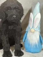 Wesley, a male Labradoodle for sale in Lakeland, FL – Photo 9 of 10