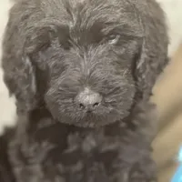 Wesley, a male Labradoodle and Poodle - Standard  for sale in Lakeland, FL – Photo 3 of 10