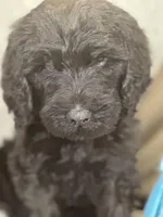 Wesley, a male Labradoodle for sale in Lakeland, FL – Photo 3 of 10