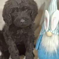Wesley, a male Labradoodle and Poodle - Standard  for sale in Lakeland, FL – Photo 2 of 10
