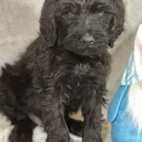 Wesley, a male Labradoodle and Poodle - Standard  for sale in Lakeland, FL – Photo 1 of 10
