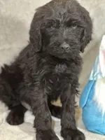 Wesley, a male Labradoodle for sale in Lakeland, FL – Photo 1 of 10