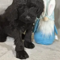 Wesley, a male Labradoodle and Poodle - Standard  for sale in Lakeland, FL – Photo 5 of 10