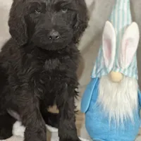 Wesley, a male Labradoodle and Poodle - Standard  for sale in Lakeland, FL – Photo 8 of 10