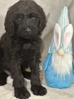 Wesley, a male Labradoodle for sale in Lakeland, FL – Photo 8 of 10