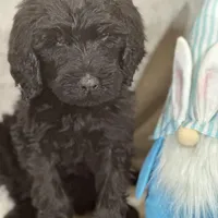 Wesley, a male Labradoodle and Poodle - Standard  for sale in Lakeland, FL – Photo 7 of 10