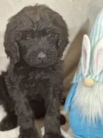Wesley, a male Labradoodle for sale in Lakeland, FL – Photo 7 of 10