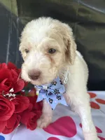 Sapphire - 334 , a female Labradoodle and Poodle - Standard  for sale in Lakeland, FL – 10 of 10
