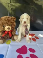 Sully, a male Labradoodle and Poodle - Standard  for sale in Lakeland, FL – 9 of 10