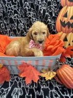 Girl, a female Labradoodle and Golden Retriever for sale in Lakeland, FL – 4 of 8