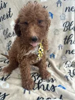 Ricky- 124, a male Labradoodle and Poodle - Standard  for sale in Lakeland, FL – 6 of 10