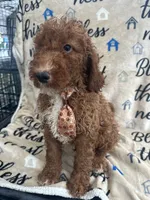 Reece -121, a male Labradoodle and Poodle - Standard  for sale in Lakeland, FL – 2 of 10