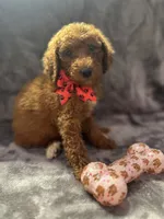 Daisy 394. F1b, a female Goldendoodle and Poodle - Miniature  for sale in Lakeland, FL – 5 of 10