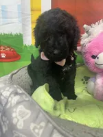 Midnight 386, a female Bernedoodle and Miniature Bernedoodle for sale in Lakeland, FL – 2 of 10