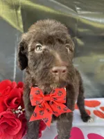 Sophie  - 337, a female Labradoodle and Poodle - Standard  for sale in Lakeland, FL – 3 of 10