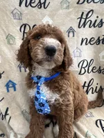 Charlie- 126 , a male Labradoodle and Poodle - Standard  for sale in Lakeland, FL – 3 of 10