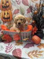 Belle 578, a female Golden Retriever for sale in Lakeland, FL – 3 of 10