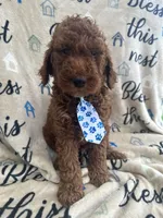 Chip, a male Labradoodle and Poodle - Standard  for sale in Lakeland, FL – 6 of 10