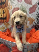 Bailey 860, a female Golden Retriever for sale in Lakeland, FL – 3 of 10